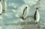 pingvin1.gif