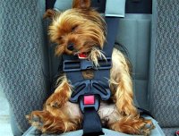 DOGS  29001.jpg