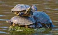 Sunbathing-Terrapins-Thri-018.jpg