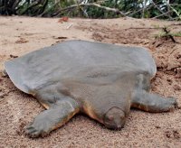 soft-shelled-turtle.jpg