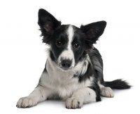 bordercollie_46432075.jpg