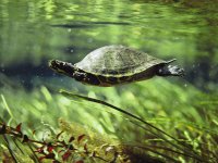 yellow-bellied-slider-turtle.jpg