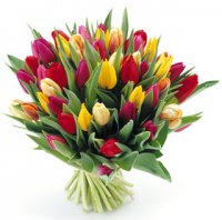 tulipany.jpg