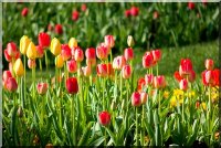 Tulip.jpg