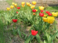 DSCF1375.JPG