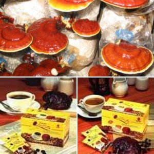 Album : Dxn ganoderma termékek