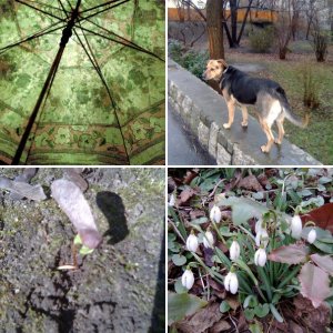 Album : tavaszi séta Kókusszal..