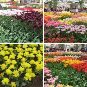 Album : Keukenhof virágai Hollandia