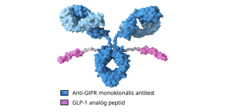Új GLP-1 receptor agonista fogyasztószer Maridebart Cafraglutide